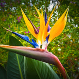 Live Yellow Bird Of Paradise, 5-9 Inch Tropical Flower Houseplant Plant