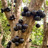 Live Black Jaboticaba Fruit Tree Plant, 1 Ft Tall For Patio And Orchard