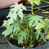 Live Papaya Tree In 4 Inch Pot, 5-10 Inch Tropical Fruit Starter Plant
