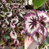 2 Live Fire Begonia Maculata Plants, Angel Wing, Polka Dot, 5-9 Inches
