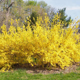 Live Forsythia Plant, Yellow Spring Blooms, 6-10 Inches, 4-Inch Pot Shrub