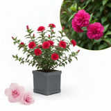 Live Red Rose Of Sharon Shrub, Potted Flowering Plant, 6-13 Inches Tall