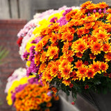 3 Mixed Mums Live Starter Plants, Outdoor Border Flowers, 5-7 Inches Tall