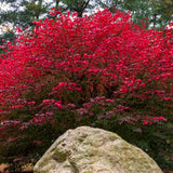 Euonymus Live Burning Bush Shrub, Hardy Outdoor Plant In A 2.5 Inch Pot