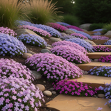2 Live Creeping Phlox, 4-8 Inch Perennial Plants For Garden Ground Cover