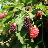4 Boysenberry Live Plants, Sweet Hardy Berry Bushes, 5 To 8 Inch Height