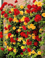 Live Climbing Rose Plant, Red Orange And Yellow Blooms, 5-9 Inches Tall