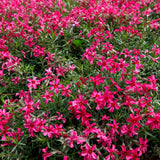 Red Creeping Phlox Starter Plant, 2-3 Inch Live Ground Cover Perennial