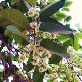Live Black Plum Fruit Tree Plant, 22-26 Inch Tall, 1 Gallon Pot For Gardens