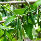 Vanilla Bean Plant, Live Green Vine In Half Gallon Pot For Indoor Garden