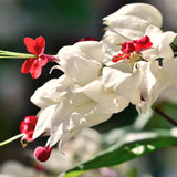 2 Live White Bleeding Heart Plants, Fragrant Flowering Vine, Bell Blooms