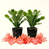 2 Live Salmon Christmas Cactus Plants, 4-8 Inch Holiday Houseplants Decor