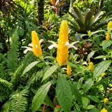 2 Live Plants, Yellow Shrimp Flowering Garden Shrubs, 4-7 Inches Tall Each