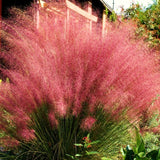 2 Live Ruby Muhly Grass Plants, 5-9 Inch Tall, Ornamental Perennial Accent