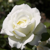 Live White Rose Bush, Fragrant Flower Plant For Gardens, 5-10 Inches Tall