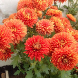 2 Live Orange Chrysanthemum Plants, Flowering Mums For Zone 6 Garden Beds