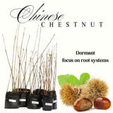Outdoor Live Chestnut Tree, Cold Hardy Nut Seedling, 6-12 Inch, Quart Pot