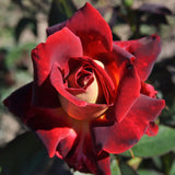 Live Dark Night Rose Bush, 5-10 Inch Tall Starter Plant, Fragrant Blooms