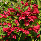 Quart Pot Red Weigela Live Flowering Shrub For Landscape Garden Planting