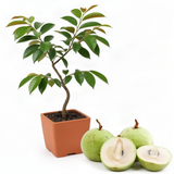 Live Star Apple Caimito Fruit Tree, 6-10 Inches Tall, Half Gallon Potted