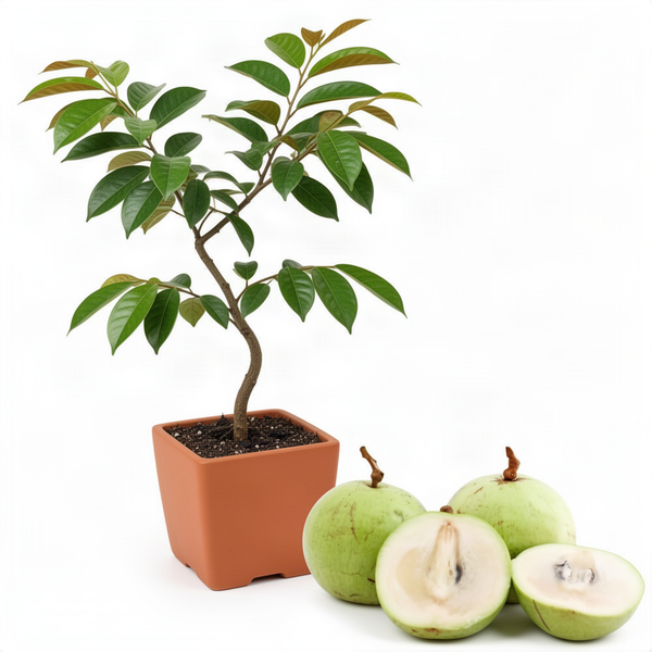 Live Star Apple Caimito Fruit Tree, 6-10 Inches Tall, Half Gallon Potted