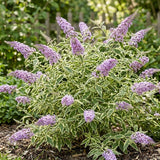 Buddleia Variegated Butterfly Bush, Vibrant Compact Shrub, 4-7 Inches Tall