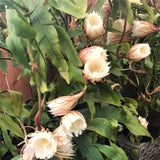 Live White Night-Blooming Orchid Cactus, 4-5 Inch Tall Plant In 4 Inch Pot