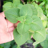 3 Cuban Oregano Live Plants, Green Culinary Herb For Gardens, 4-7 Inches