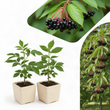 2 Live Black Elderberry Bush Plants, Edible Berries, 5-9 Inch Tall Size