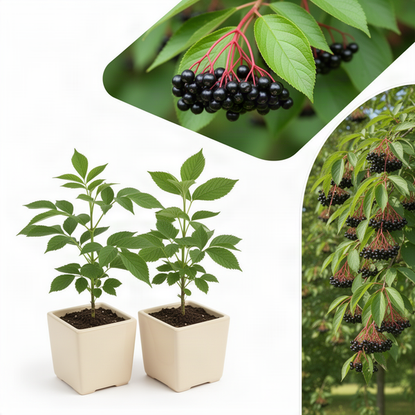 2 Live Black Elderberry Bush Plants, Edible Berries, 5-9 Inch Tall Size