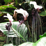 White Tacca Live Plant, 4 Inch Pot, Ornamental Houseplant For Shaded Areas