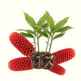 Live Red Awapuhi Shampoo Ginger Plant, 5-9 Inch, For Patio Container Use