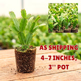 Purple Christmas Cactus Live Plant, 4-7 Inches, Indoor Home Decoration