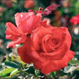 Fragrant Red Live Rose Plant, Bare Root Hardy Flower, 5 To 9 Inches Tall