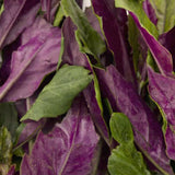 2 Live Okinawa Spinach Plants, 4-8 Inch Vegetable Plants For Garden Spaces