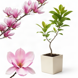 Live Saucer Magnolia Tree, Fragrant Blooms, 6-12 Inch Tall, 2.5-Inch Pot