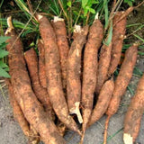Outdoor Garden Sweet Yuca Live Vegetable Plant, 5-10 Inches Tall, Potted