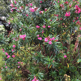 3 Live Pink Oleander Plants, Well-Rooted Flowering Shrubs, 4-6 Inches Tall