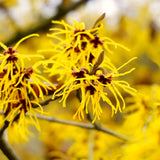 Live Yellow Witch Hazel Flowering Shrub Tree, 6-12 Inches Tall, Quart Pot