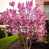 Ann Magnolia Live Plant, 6-12 Inches Tall In A 3-Inch Nursery Pot To Grow