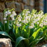 10 Lily Of The Valley Rhizomes, White Perennial Flower Bulbs For Planting