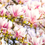 Live Saucer Magnolia Flowering Tree Plant, Fragrant Bush, 6-14 Inches Tall