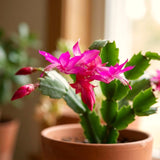 Pink Christmas Cactus Live Plants, 4-7 Inches, Indoor Home Decor Piece