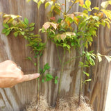 5 Live Bare Root Dwarf Burning Bush Plants, 6-12 Inch Tall Outdoor Shrubs
