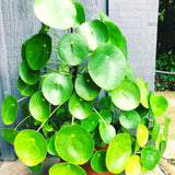 6 Money Live Plants, 3-5 Inch Tall, Suitable For Patio Container Growing