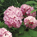 Live Blue Hydrangea Shrub, 5-10 Inch Flowering Plant For Outdoor Gardens