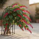 2 Live Bleeding Heart Vine Plants, Red Purple Blooms, Indoor Or Outdoor