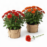 2 Red Chrysanthemum Live Plants, Fall-Blooming Mums For Full Sun Gardens