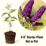Dark Purple Buddleia Starter Shrub, 4 To 6 Inch Live Outdoor Garden Plant