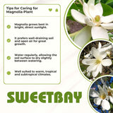 Live Sweetbay Magnolia Plant, 6-12 Inch Ornamental Tree, 4 Inch Pot Size